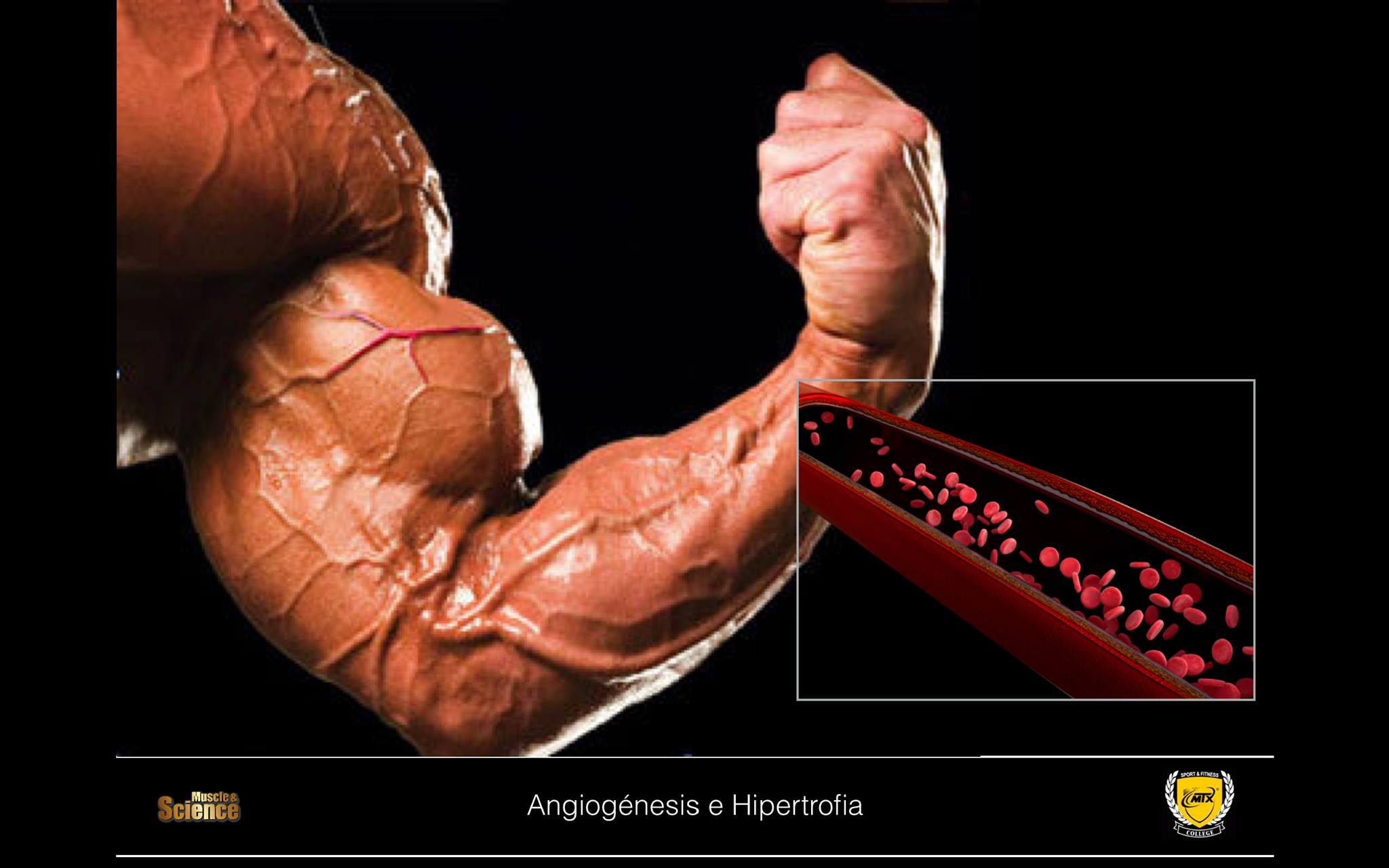 Vascularización e hipertrofia muscular
